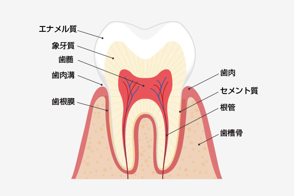 歯の構造