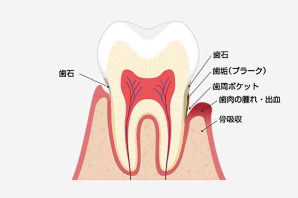 歯茎周りの構造